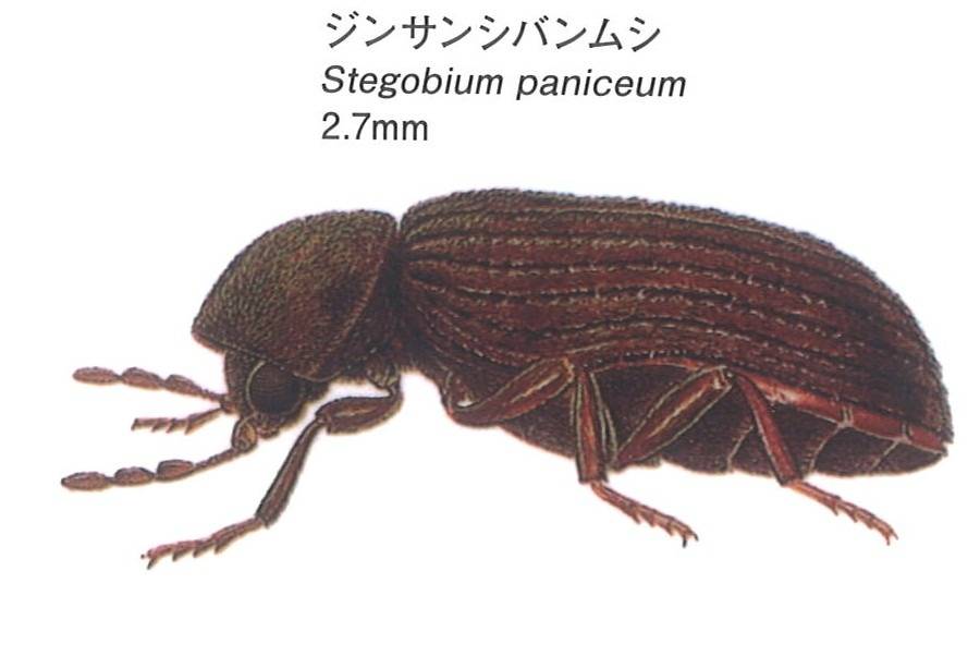 2ミリくらいの茶色い小さな虫が発生⁈ シバンムシかもしれません | 茨木市　株式会社ハウスドクター