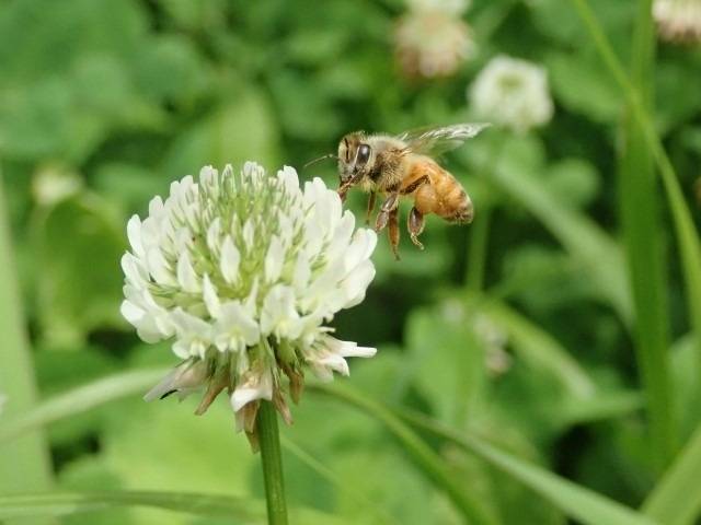 ミツバチが活動し始めています　｜茨木市　株式会社ハウスドクター