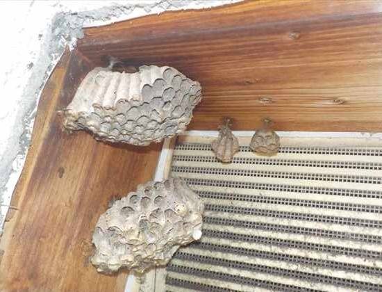 身近な場所にアシナガバチの巣があるかもしれません　｜茨木市　株式会社ハウスドクター