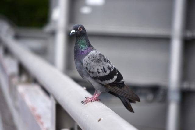 鳥のフンに含まれる菌から感染する「オウム病」　｜株式会社ハウスドクター