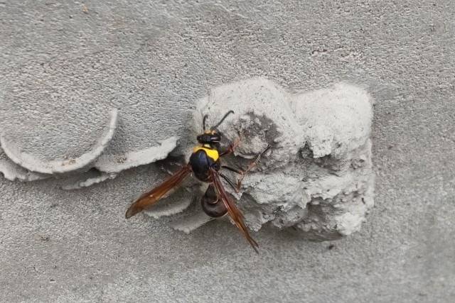 ドロバチの駆除依頼が増えています　｜茨木市　株式会社ハウスドクター