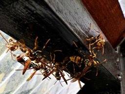 近くに巣がないのにハチが群がっている　｜茨木市　株式会社ハウスドクター