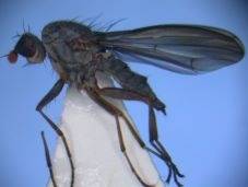 冬でも元気なトゲハネバエ　｜株式会社ハウスドクター