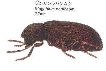 茶色くて小さなゴマのような虫はシバンムシかも⁈｜株式会社ハウスドクター