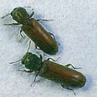 フローリングや柱のそばに木くずが落ちていたらキクイムシかも？！｜株式会社ハウスドクター