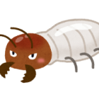 新種のシロアリ「シコクオオシロアリ」が発見されました　｜株式会社ハウスドクター