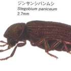 茶色くて小さなゴマのような虫はシバンムシかも⁈｜株式会社ハウスドクター